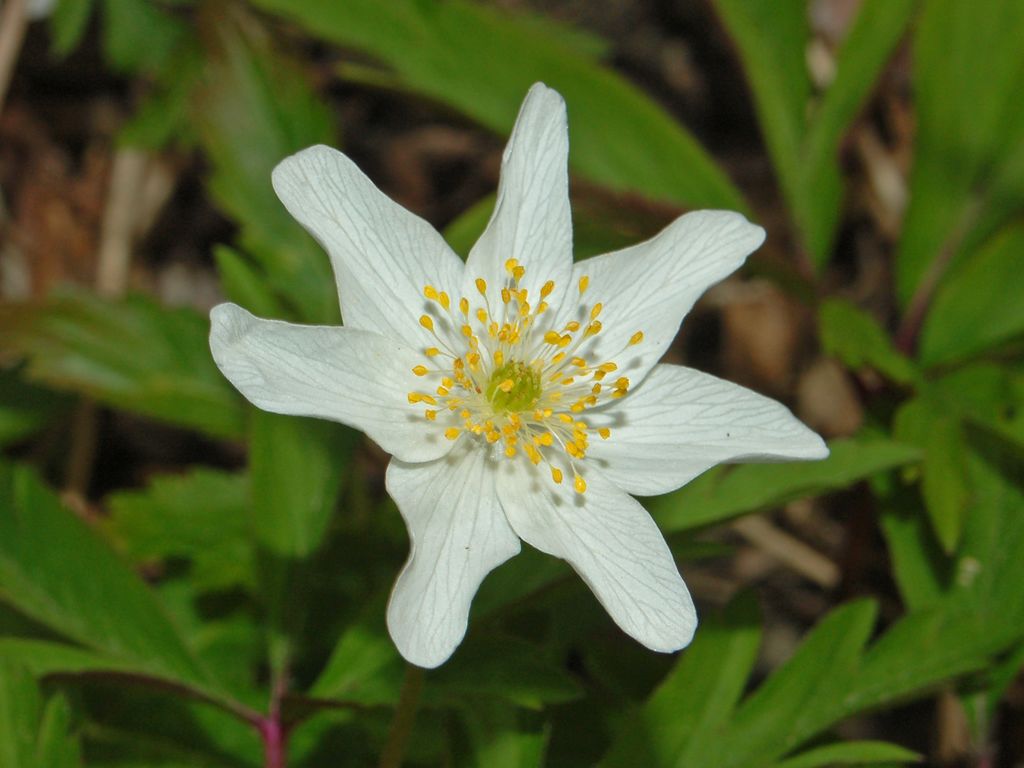 Anemone nemorosa